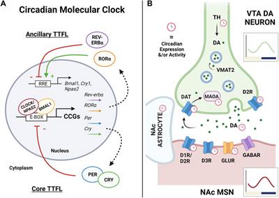 The Ventral Tegmental Area and Nucleus Accumbens as Circadian Oscillators: Implications for Drug Abuse and Substance Use Disorders